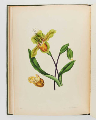 GLEADALL, Eliza Eve. The Beauties of Flora with Botanic and Poetic Illustrations: Being a Selection of Flowers Drawn from Nature, Arranged Emblematically, with Directions for Colouring Them. [[bmid:2124911g]]