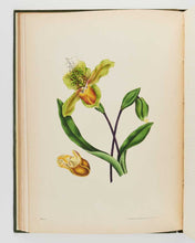 Load image into Gallery viewer, GLEADALL, Eliza Eve. The Beauties of Flora with Botanic and Poetic Illustrations: Being a Selection of Flowers Drawn from Nature, Arranged Emblematically, with Directions for Colouring Them. [[bmid:2124911g]]