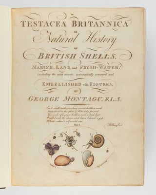 MONTAGU, George Testacea Britannica, or, Natural History of British Shells, Marine, Land, and Fresh-Water, Including the Most Minute: Systematically Arranged and Embellished with Figures. Part I [–II]. [[bmid:2125048a]]