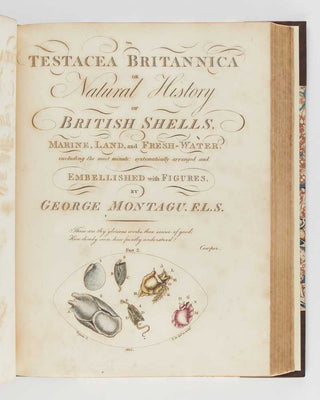 MONTAGU, George Testacea Britannica, or, Natural History of British Shells, Marine, Land, and Fresh-Water, Including the Most Minute: Systematically Arranged and Embellished with Figures. Part I [–II]. [[bmid:2125048b]]