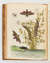 Load image into Gallery viewer, ALBIN, Eleazar; W. DERHAM. A Natural History of English Insects. Illustrated with a Hundred Copper Plates, Curiously Engraven from the Life: and (for Those who Desire it) exactly Coloured by the Author … [[bmid:2125138c]]