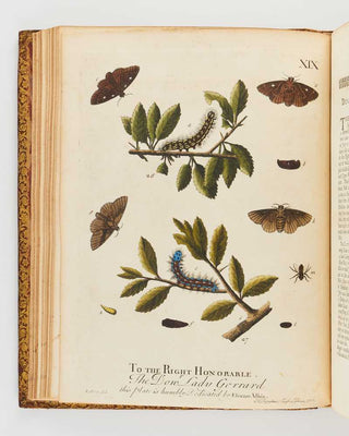 ALBIN, Eleazar; W. DERHAM. A Natural History of English Insects. Illustrated with a Hundred Copper Plates, Curiously Engraven from the Life: and (for Those who Desire it) exactly Coloured by the Author … [[bmid:2125138d]]
