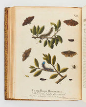 Load image into Gallery viewer, ALBIN, Eleazar; W. DERHAM. A Natural History of English Insects. Illustrated with a Hundred Copper Plates, Curiously Engraven from the Life: and (for Those who Desire it) exactly Coloured by the Author … [[bmid:2125138d]]