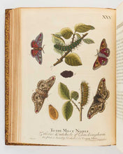 Load image into Gallery viewer, ALBIN, Eleazar; W. DERHAM. A Natural History of English Insects. Illustrated with a Hundred Copper Plates, Curiously Engraven from the Life: and (for Those who Desire it) exactly Coloured by the Author … [[bmid:2125138e]]