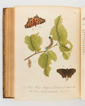 Load image into Gallery viewer, ALBIN, Eleazar; W. DERHAM. A Natural History of English Insects. Illustrated with a Hundred Copper Plates, Curiously Engraven from the Life: and (for Those who Desire it) exactly Coloured by the Author … [[bmid:2125138f]]
