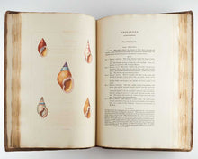 Load image into Gallery viewer, PERRY, George Conchology, or the Natural History of Shells: Containing a New Arrangement of the Genera and Species. Illustrated by Coloured Engravings, Executed from the Natural Specimens, and Including the Latest Discoveries. [[bmid:2125787c]]