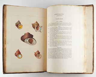 PERRY, George Conchology, or the Natural History of Shells: Containing a New Arrangement of the Genera and Species. Illustrated by Coloured Engravings, Executed from the Natural Specimens, and Including the Latest Discoveries. [[bmid:2125787d]]