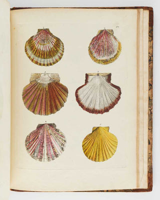 DA COSTA, Emanuel Mendes. Historia naturalis testaceorum Britanniæ, or, The British Conchology: Containing the Descriptions and Other Particulars of Natural History of the Shells of Great Britain and Ireland: Illustrated with Figures, in English and in F… [[bmid:2125788a]]