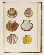 Load image into Gallery viewer, Da COSTA British Conchology [[bmid:2125788a]]