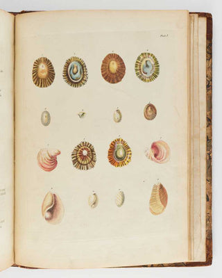 DA COSTA, Emanuel Mendes. Historia naturalis testaceorum Britanniæ, or, The British Conchology: Containing the Descriptions and Other Particulars of Natural History of the Shells of Great Britain and Ireland: Illustrated with Figures, in English and in F… [[bmid:2125788b]]
