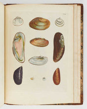 Load image into Gallery viewer, Da COSTA British Conchology [[bmid:2125788c]]