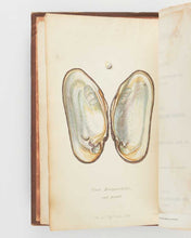 Load image into Gallery viewer, JEFFREYS, John Gwyn. British Conchology, or an Account of the Mollusca which now Inhabit the British Isles and the Surrounding Seas. [[bmid:2125790b]]