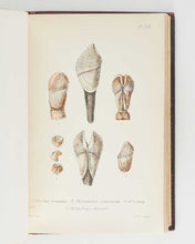 Load image into Gallery viewer, JEFFREYS, John Gwyn. British Conchology, or an Account of the Mollusca which now Inhabit the British Isles and the Surrounding Seas. [[bmid:2125790d]]
