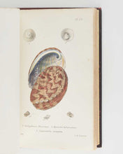 Load image into Gallery viewer, JEFFREYS, John Gwyn. British Conchology, or an Account of the Mollusca which now Inhabit the British Isles and the Surrounding Seas. [[bmid:2125790e]]