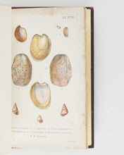 Load image into Gallery viewer, JEFFREYS, John Gwyn. British Conchology, or an Account of the Mollusca which now Inhabit the British Isles and the Surrounding Seas. [[bmid:2125790f]]