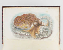 Load image into Gallery viewer, JEFFREYS, John Gwyn. British Conchology, or an Account of the Mollusca which now Inhabit the British Isles and the Surrounding Seas. [[bmid:2125790g]]