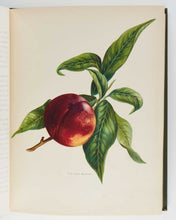 Load image into Gallery viewer, WRIGHT, John; May RIVERS ( illustrator ). The Fruit Grower’s Guide … [[bmid:2125823c]]