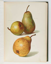 Load image into Gallery viewer, WRIGHT, John; May RIVERS ( illustrator ). The Fruit Grower’s Guide … [[bmid:2125823d]]