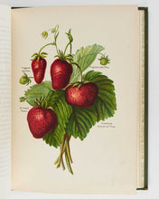 Load image into Gallery viewer, WRIGHT, John; May RIVERS ( illustrator ). The Fruit Grower’s Guide … [[bmid:2125823e]]