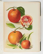 Load image into Gallery viewer, WRIGHT, John; May RIVERS ( illustrator ). The Fruit Grower’s Guide … [[bmid:2125823i]]