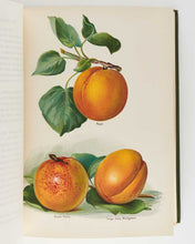 Load image into Gallery viewer, WRIGHT, John; May RIVERS ( illustrator ). The Fruit Grower’s Guide … [[bmid:2125823j]]