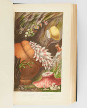 Load image into Gallery viewer, GOSSE, Philip Henry. Actinologia Britannica. A History of the British Sea-Anemones and Corals. [[bmid:2125971c]]