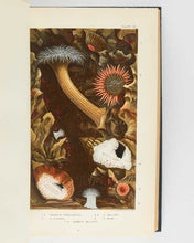 Load image into Gallery viewer, GOSSE, Philip Henry. Actinologia Britannica. A History of the British Sea-Anemones and Corals. [[bmid:2125971d]]