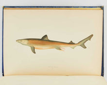 Load image into Gallery viewer, COUCH, Jonathan. A History of the Fishes of the British Islands. [[bmid:2125975c]]