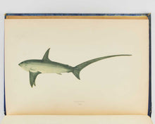 Load image into Gallery viewer, COUCH, Jonathan. A History of the Fishes of the British Islands. [[bmid:2125975d]]