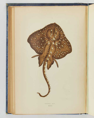 COUCH, Jonathan. A History of the Fishes of the British Islands. [[bmid:2125975e]]