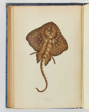 Load image into Gallery viewer, COUCH, Jonathan. A History of the Fishes of the British Islands. [[bmid:2125975e]]