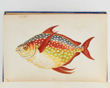 Load image into Gallery viewer, COUCH, Jonathan. A History of the Fishes of the British Islands. [[bmid:2125975h]]