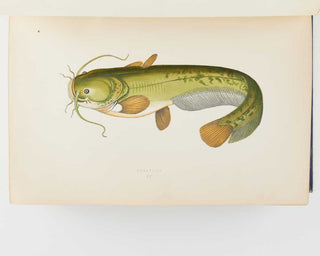 COUCH, Jonathan. A History of the Fishes of the British Islands. [[bmid:2125975i]]