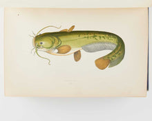 Load image into Gallery viewer, COUCH, Jonathan. A History of the Fishes of the British Islands. [[bmid:2125975i]]