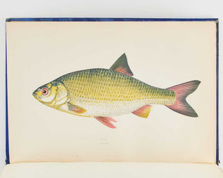 COUCH, Jonathan. A History of the Fishes of the British Islands. [[bmid:2125975j]]