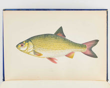 Load image into Gallery viewer, COUCH, Jonathan. A History of the Fishes of the British Islands. [[bmid:2125975j]]