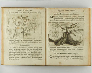 BOCCONE, Paolo. Icones & descriptiones rariorum plantarum Siciliae, Melitae, Galliae, & Italiae. [[bmid:2126710b]]