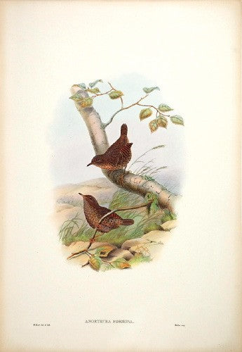 Spotted Wren