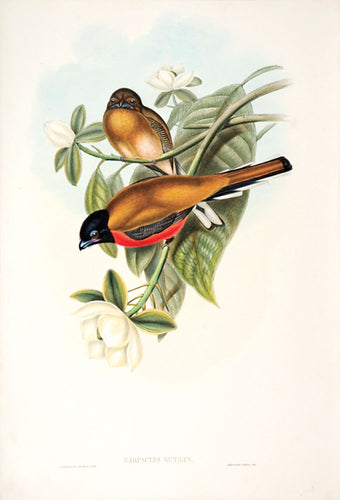 Malacca Trogon