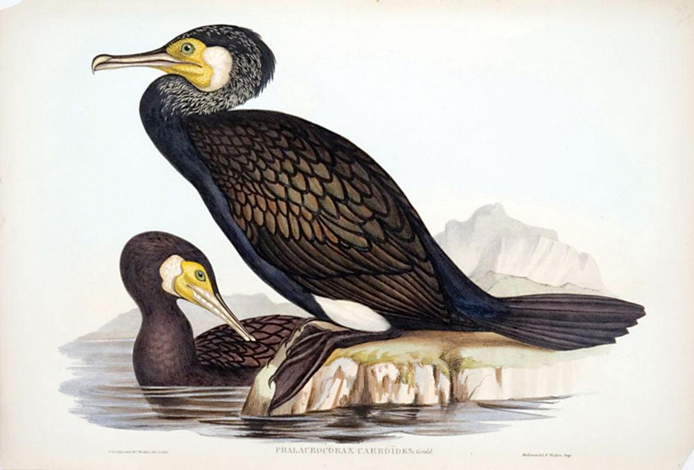Australian Cormorant