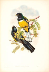 Lemon-breasted Trogon