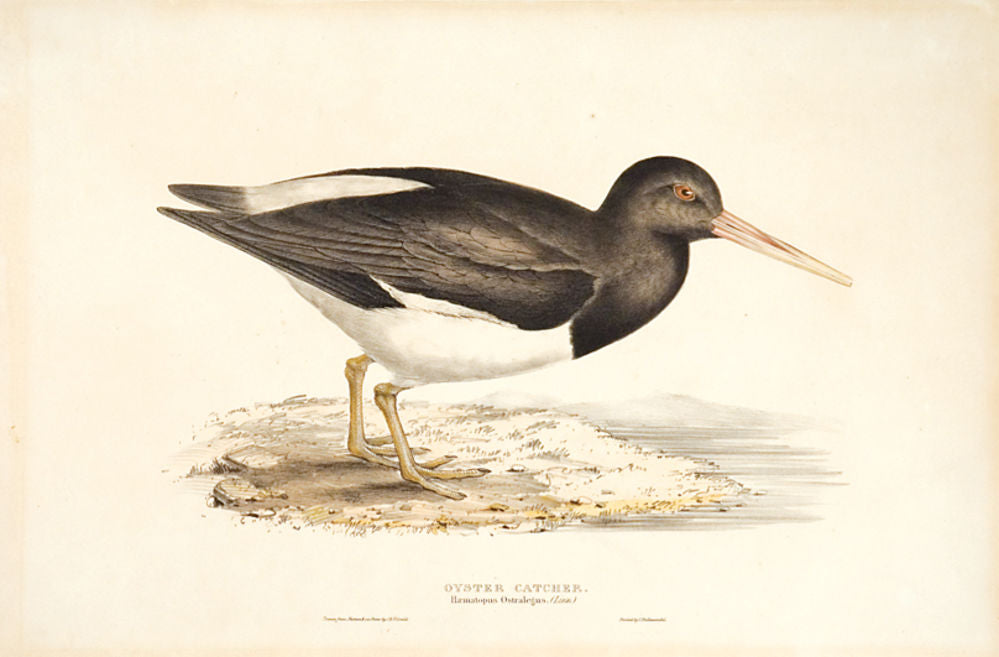 Oyster Catcher