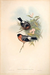 Oriental Bullfinch