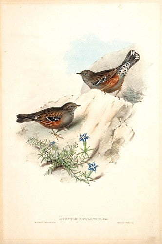 Nepalese Accentor