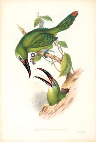 Earl of Derby's Groove-bill Aracari