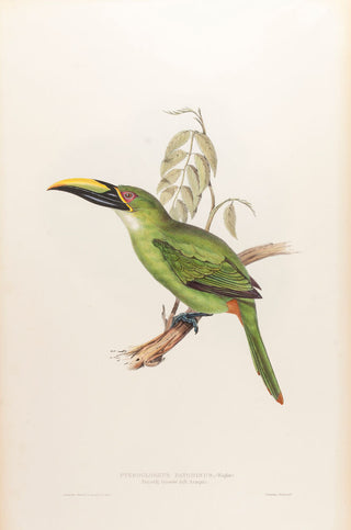 Peacock Groove-bill Aracari