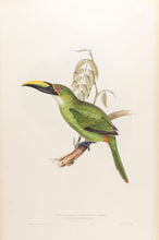 Load image into Gallery viewer, Peacock Groove-bill Aracari