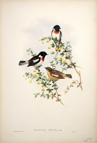 White-tailed Bush-Chat