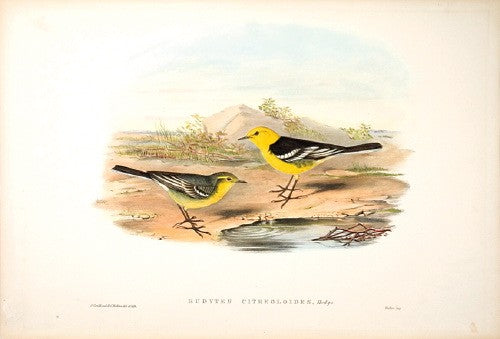 Yellow-headed Wagtail