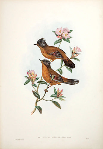 Walden's Actinodura